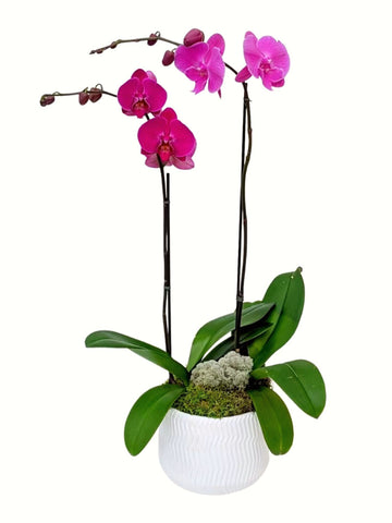 2-Stem Purple Orchid Plant