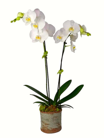 2-Stem White Orchid Plant
