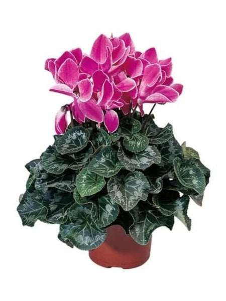 Christmas Flowers