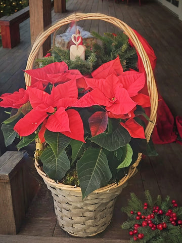 Festive Basket of Poinsettia🎄