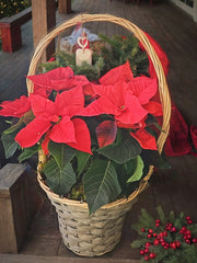 Festive Basket of Poinsettia🎄