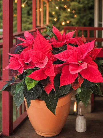 Christmas Poinsettia 🎄