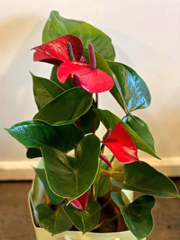 Anthurium Plant