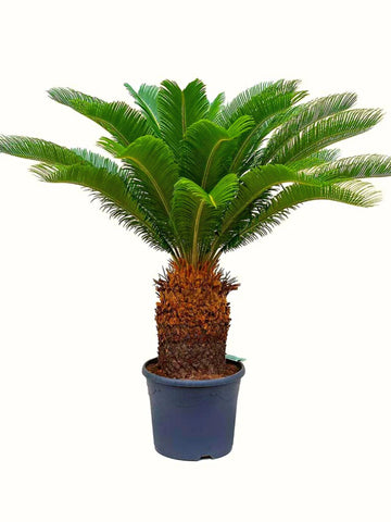 Palm Tree Plant