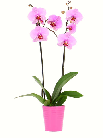 2-Stem Pink Orchid Plant