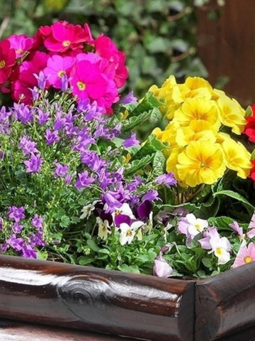 Mixed Spring Planter